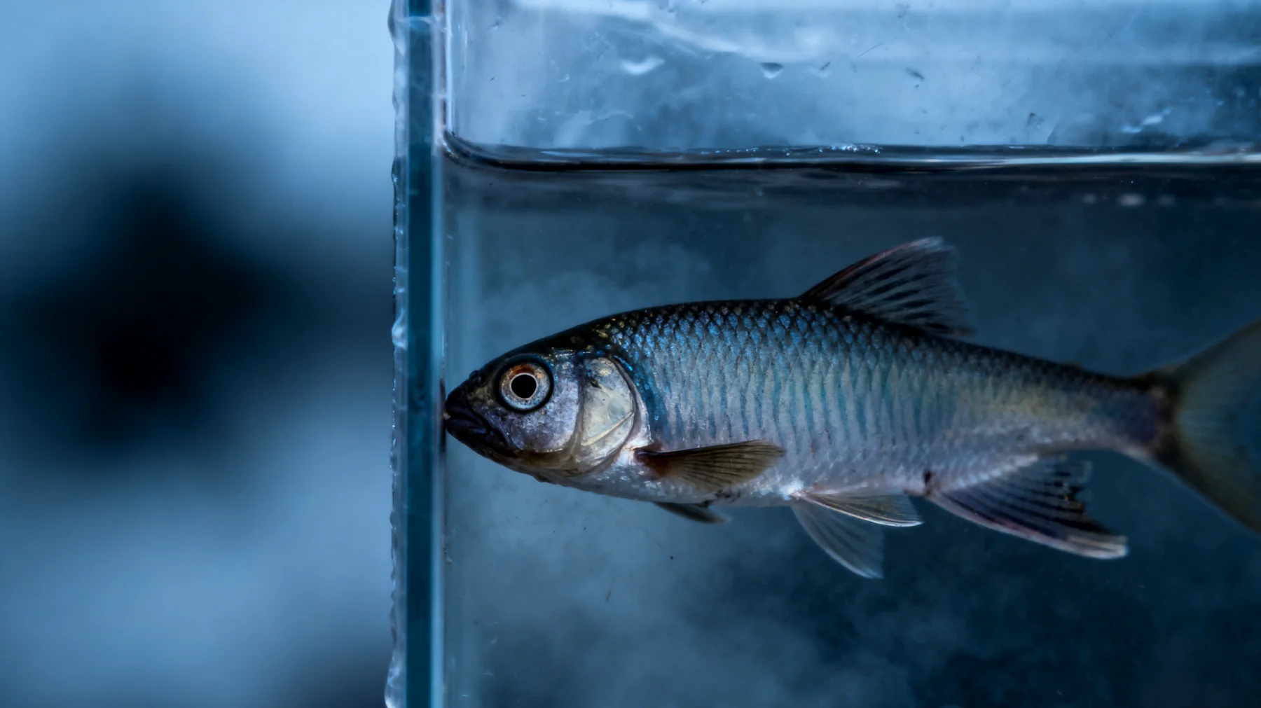Fische zeigen Stress und Verhaltensauffälligkeiten während des Transports oder Umzugs in ein neues Aquarium aufgrund von Temperaturschwankungen, Wasserbewegungen und Umgebungsveränderungen"